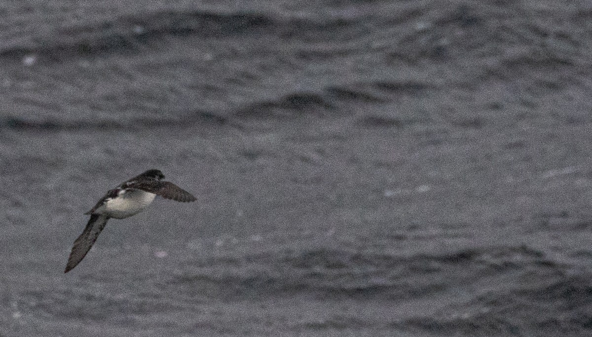 Puffinure plongeur - ML644047894