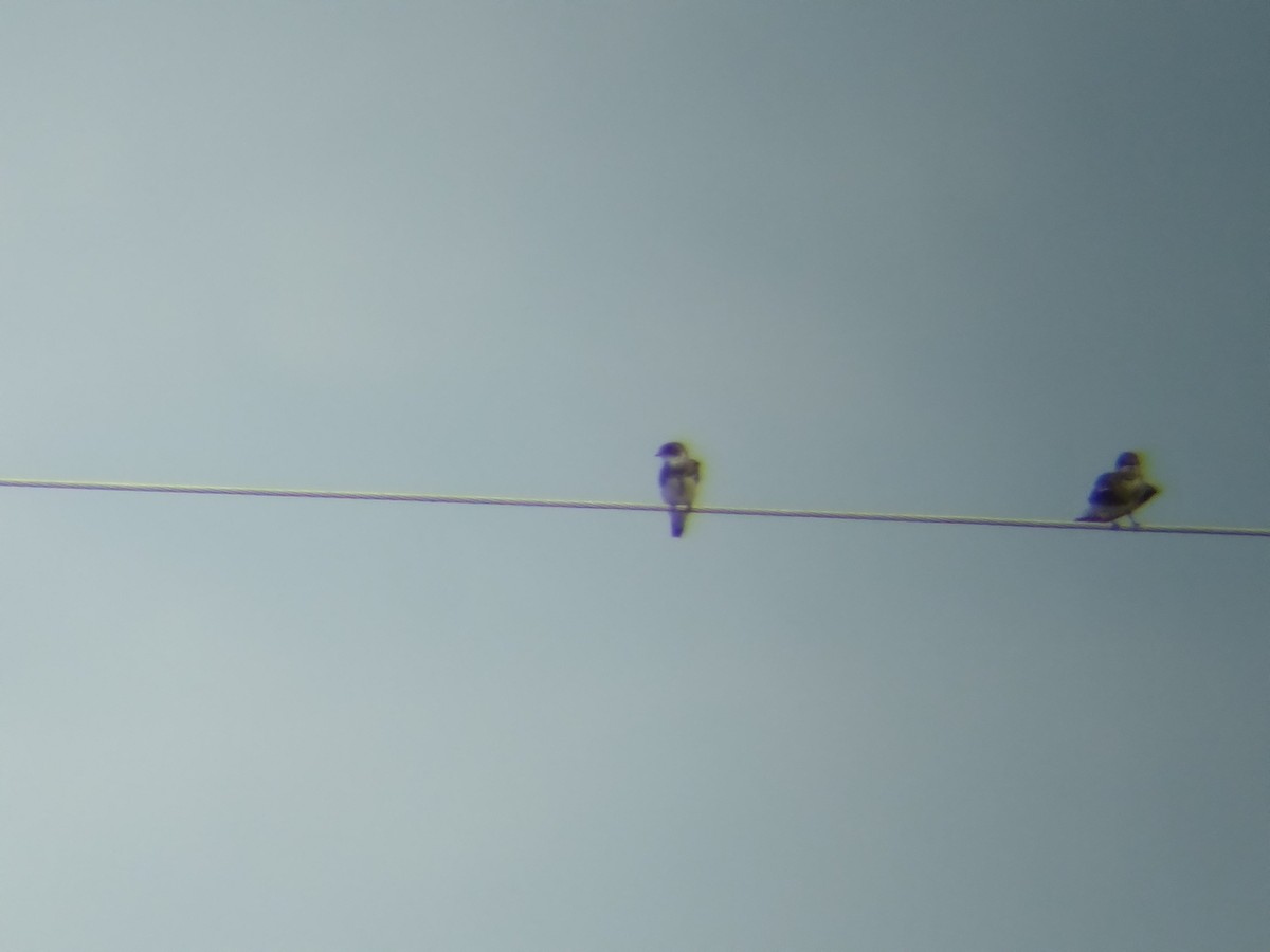 Bank Swallow - ML644047899