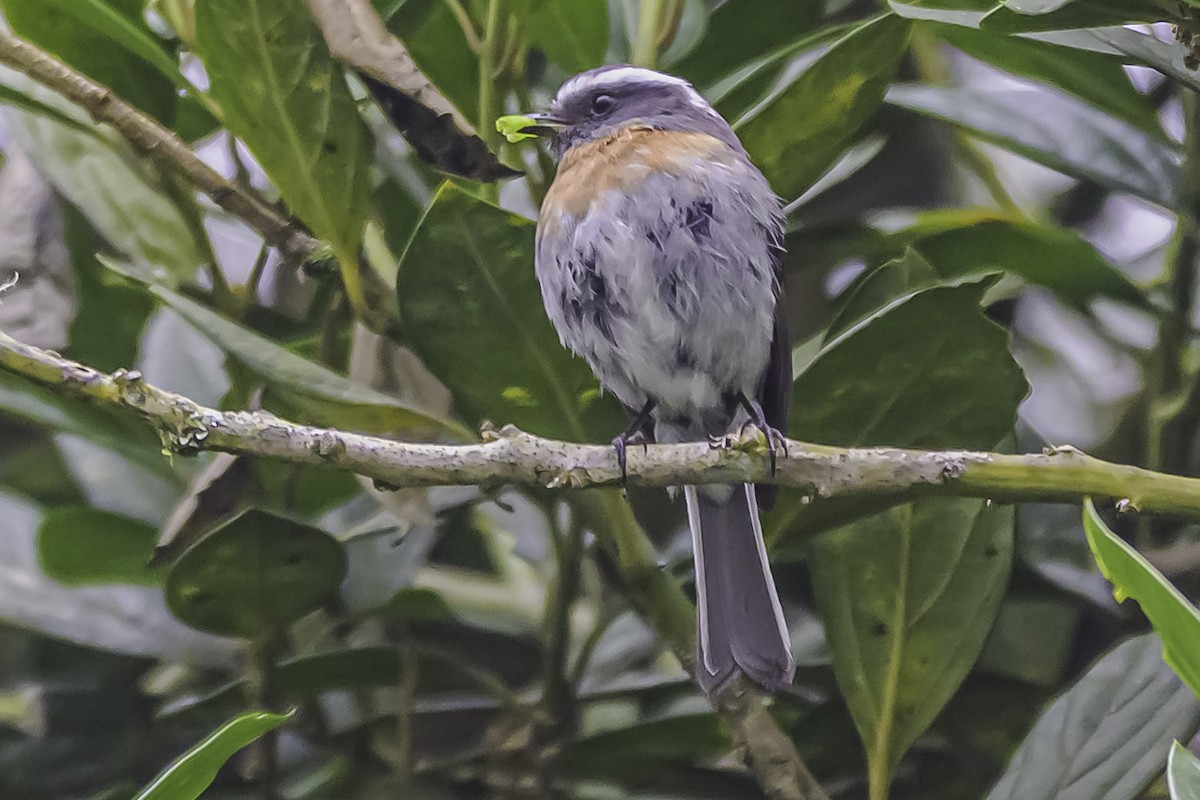 Rufous-breasted Chat-Tyrant - ML644047903