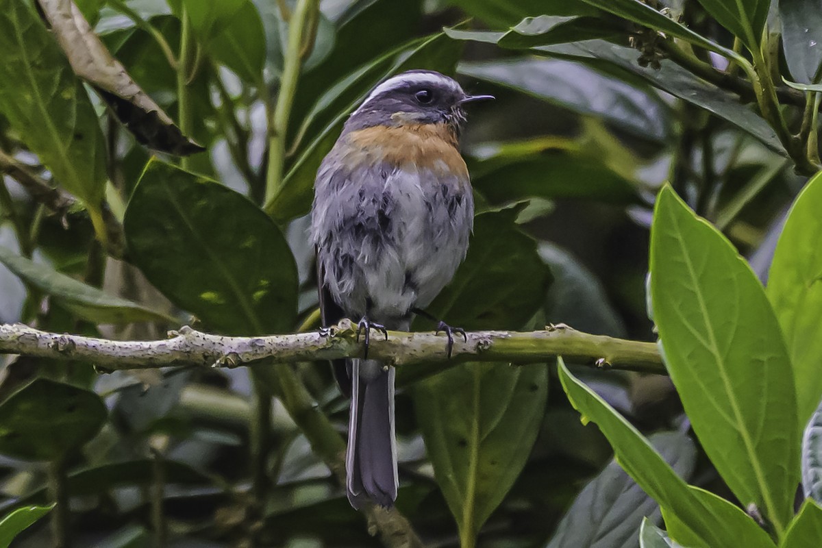 Rufous-breasted Chat-Tyrant - ML644047904