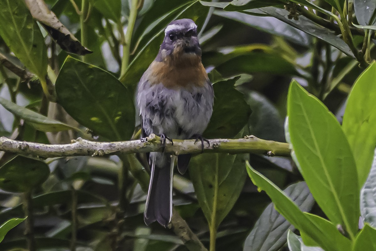 Rufous-breasted Chat-Tyrant - ML644047907