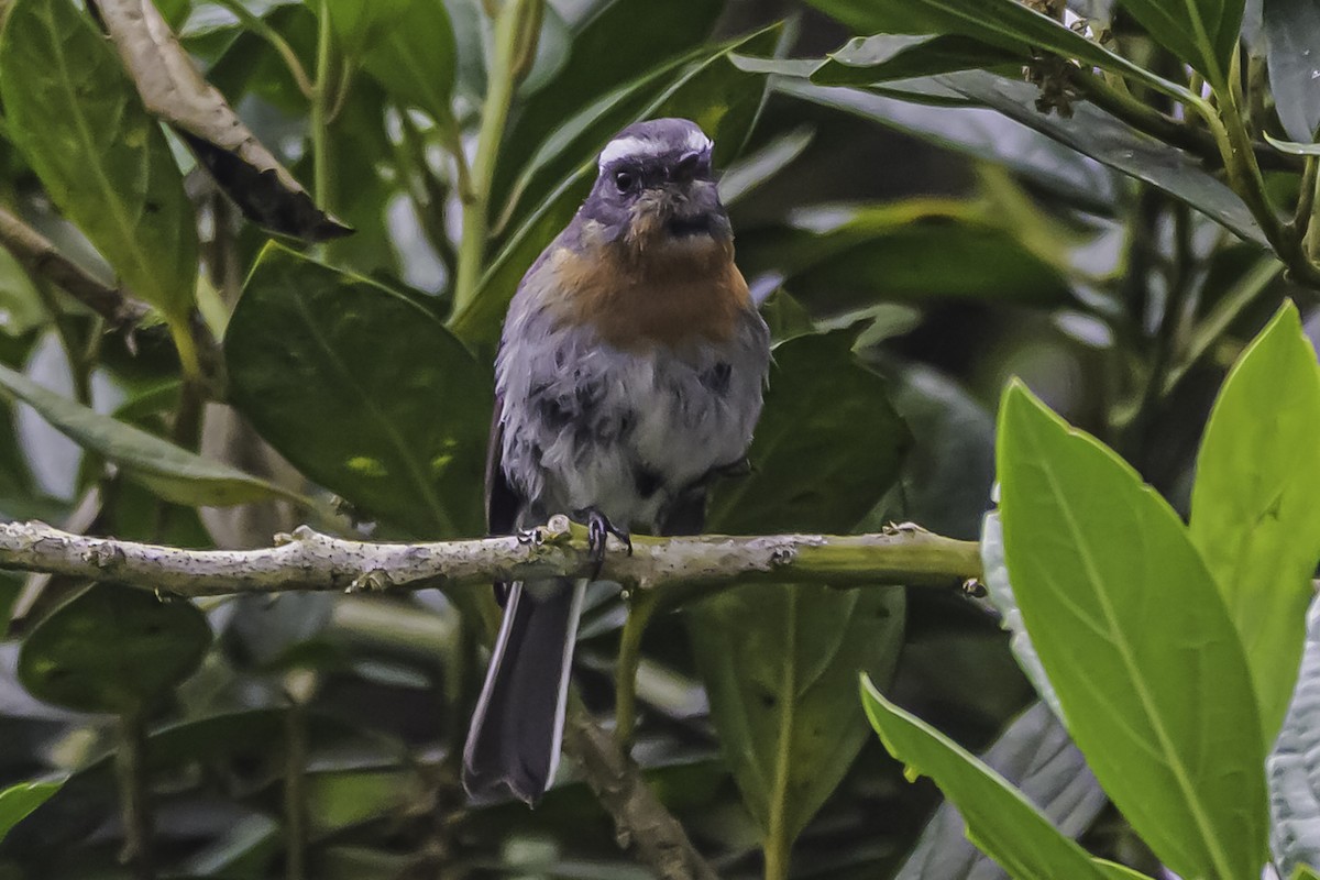 Rufous-breasted Chat-Tyrant - ML644047908