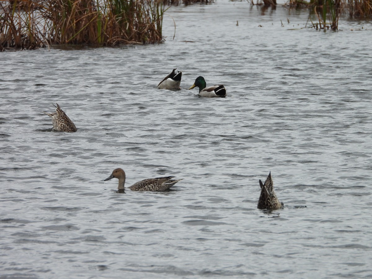 Northern Pintail - ML644047919