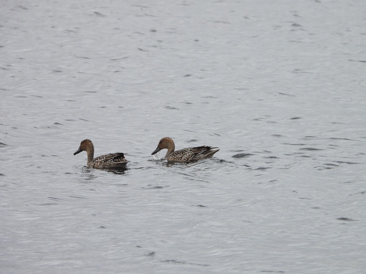 Northern Pintail - ML644047928