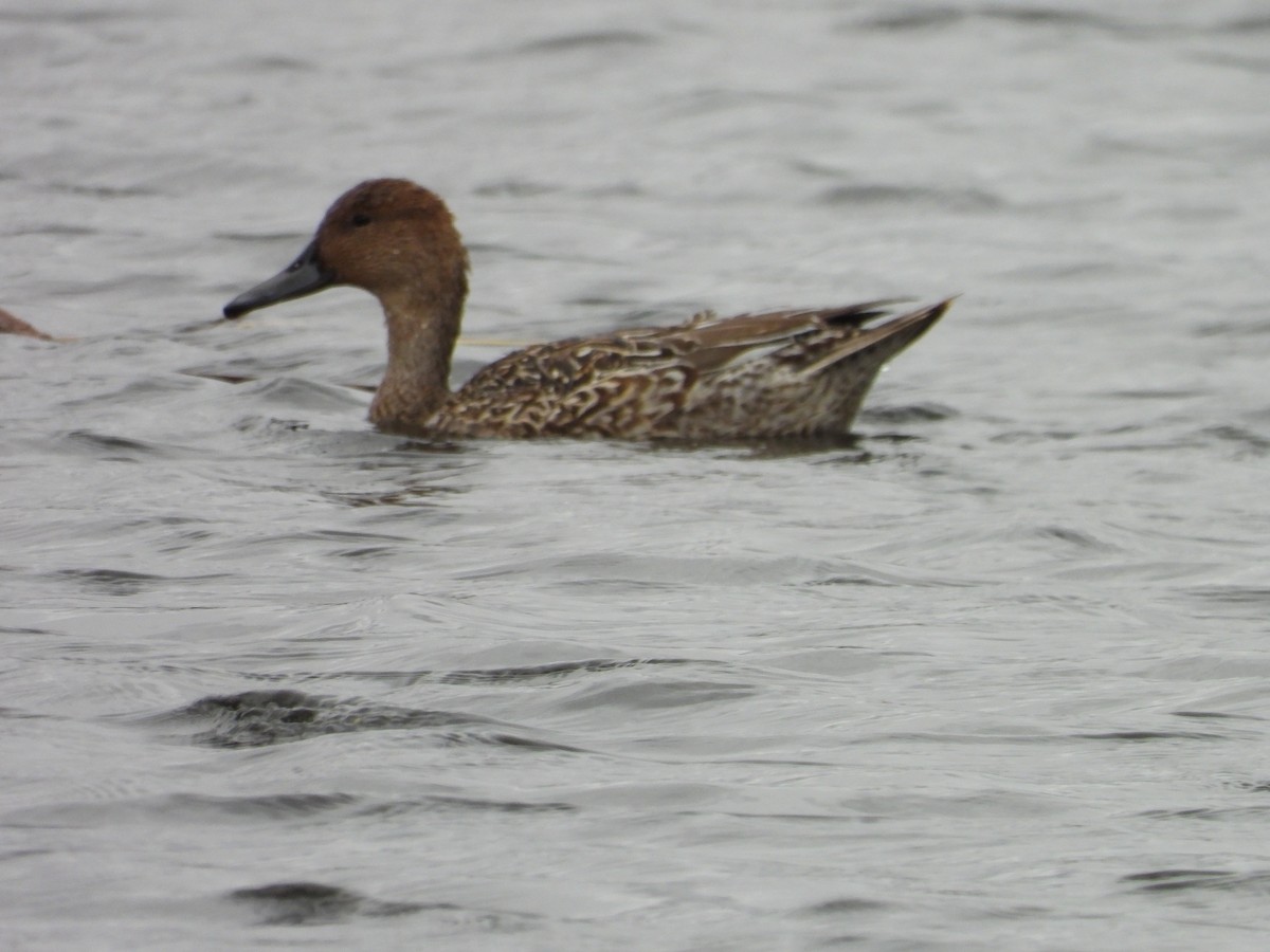 ברווז חד-זנב - ML644047941