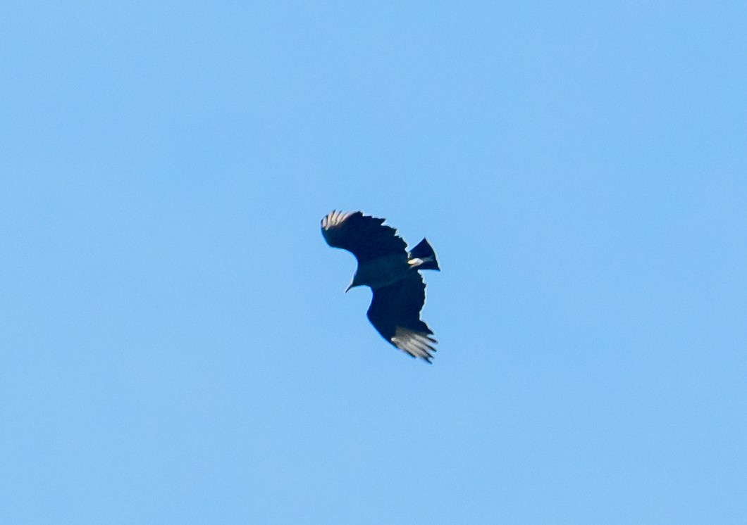 Urubu noir - ML644047942