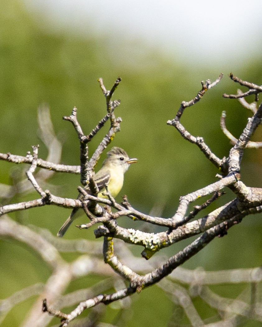 Southern Beardless-Tyrannulet - ML644047955