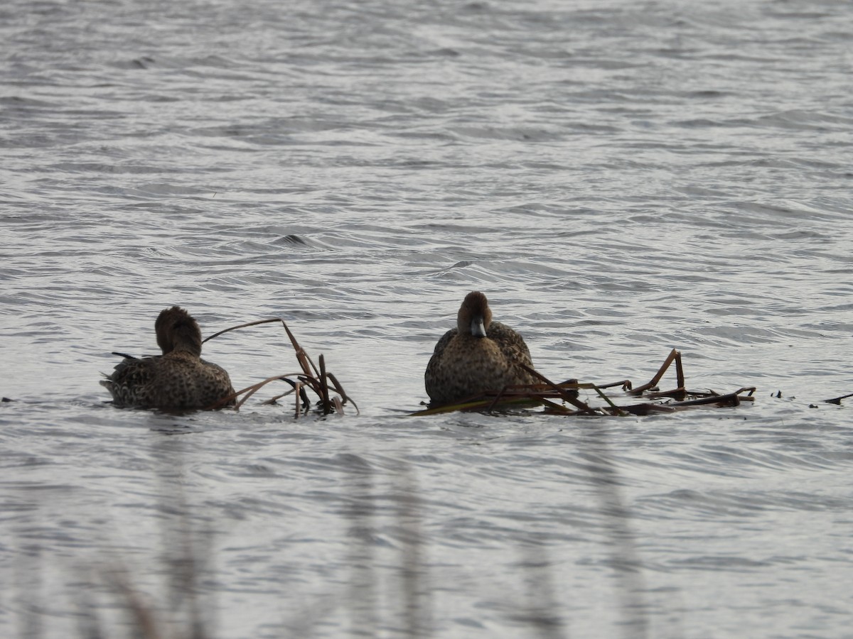 ברווז חד-זנב - ML644047957