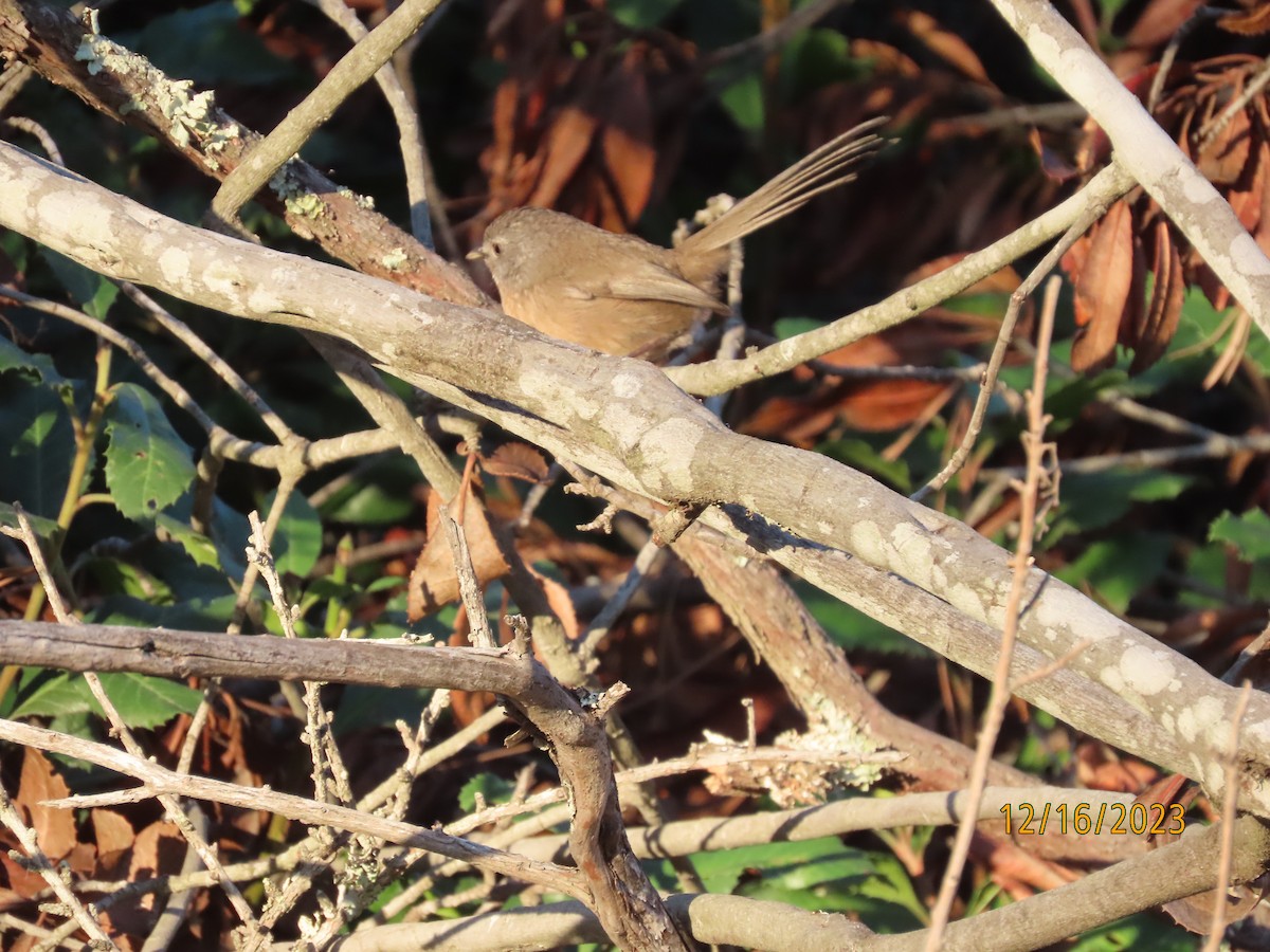 Wrentit - ML644047958