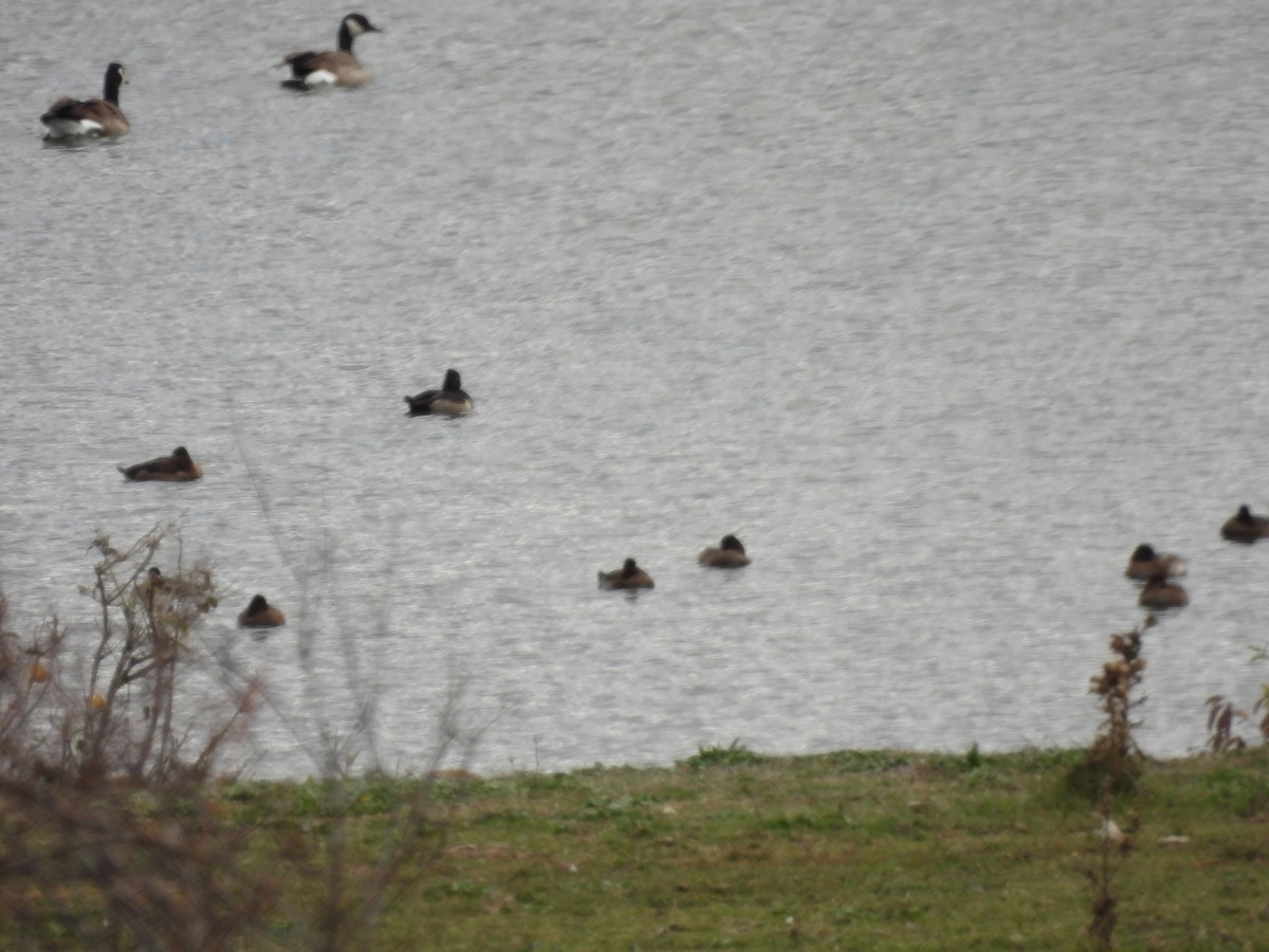 Lesser Scaup - ML644047963