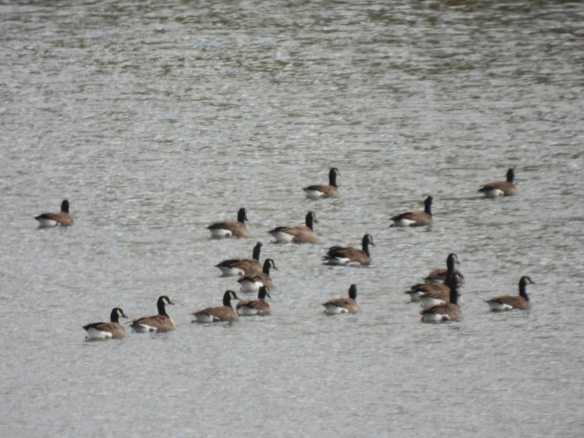 Canada Goose - ML644047965