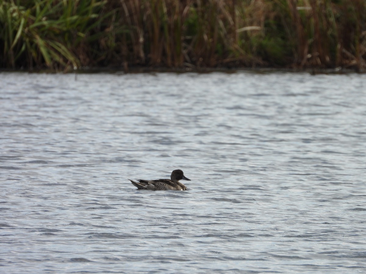 ברווז חד-זנב - ML644047966