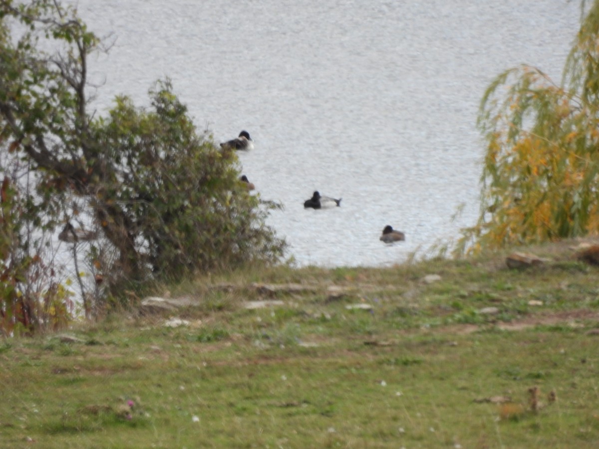 Ring-necked Duck - ML644047967