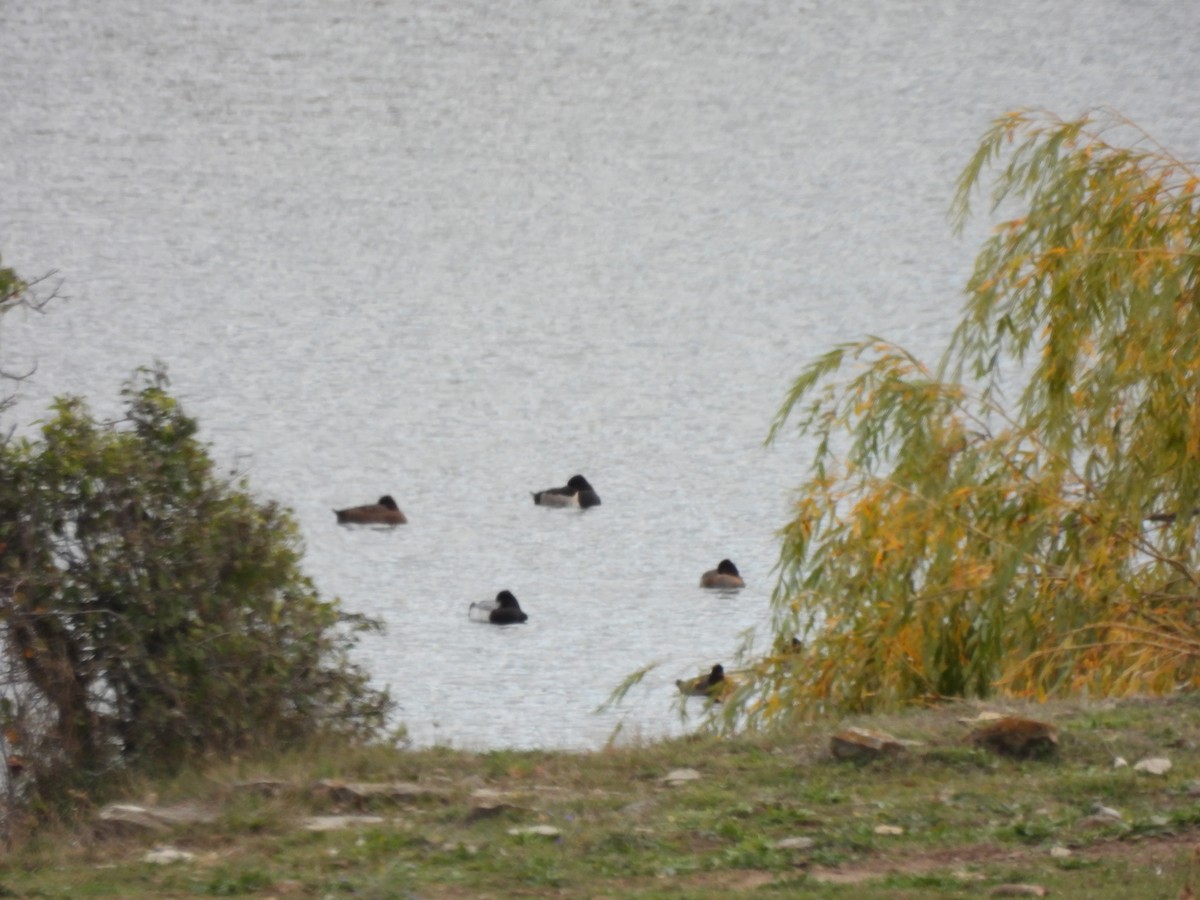 Ring-necked Duck - ML644047969