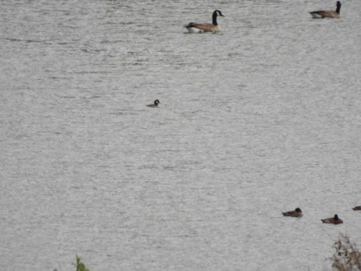 Bufflehead - ML644047973