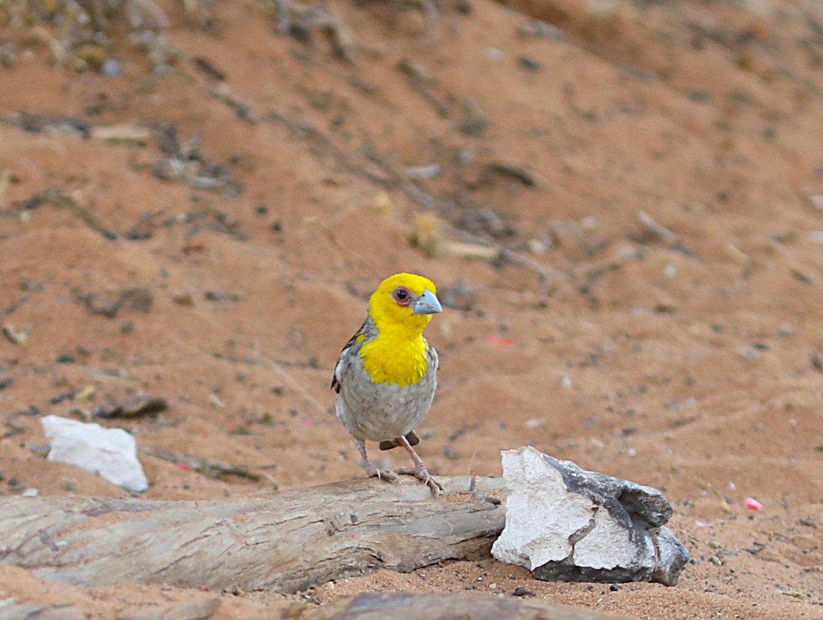 Sakalava Weaver - ML644047980