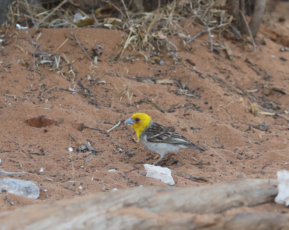 Sakalava Weaver - ML644047981