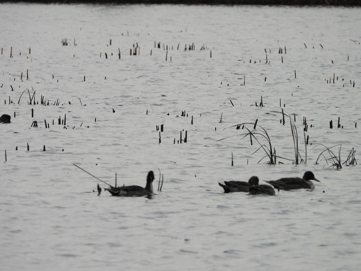ברווז חד-זנב - ML644047983