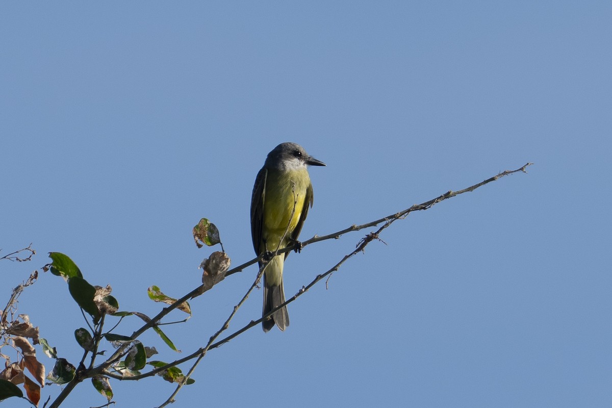 Tropical Kingbird - ML644047995