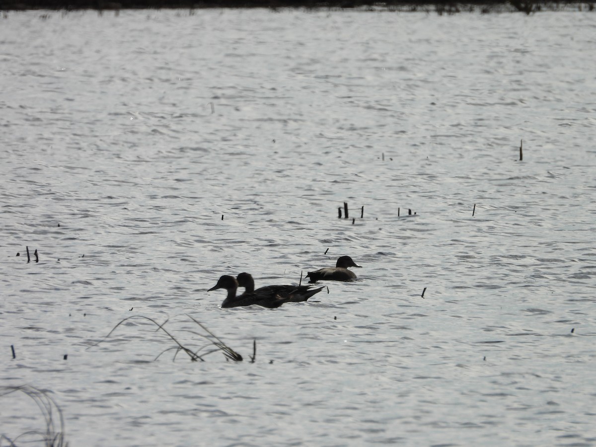 ברווז חד-זנב - ML644047996
