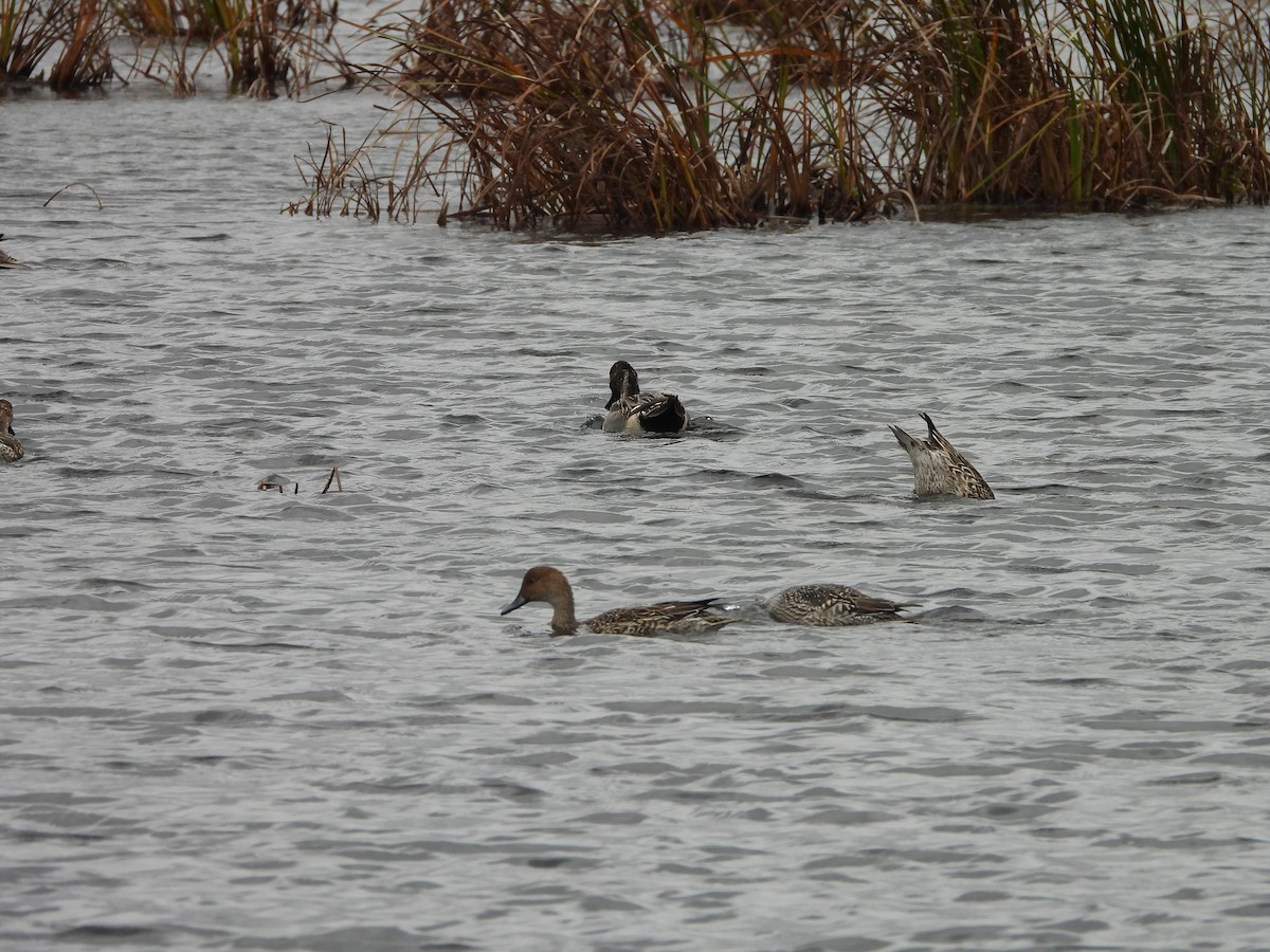 ברווז חד-זנב - ML644048000