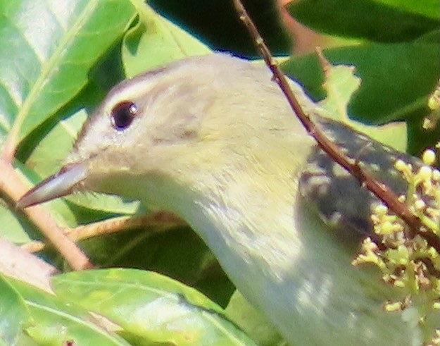Western Warbling Vireo - ML644048022
