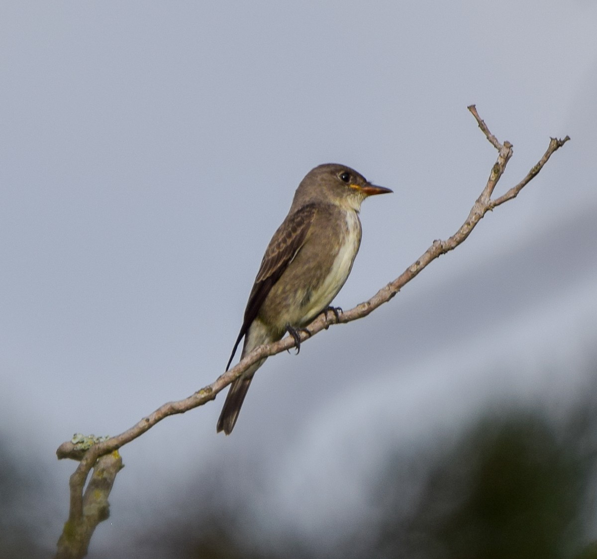 Olive-sided Flycatcher - ML644048041