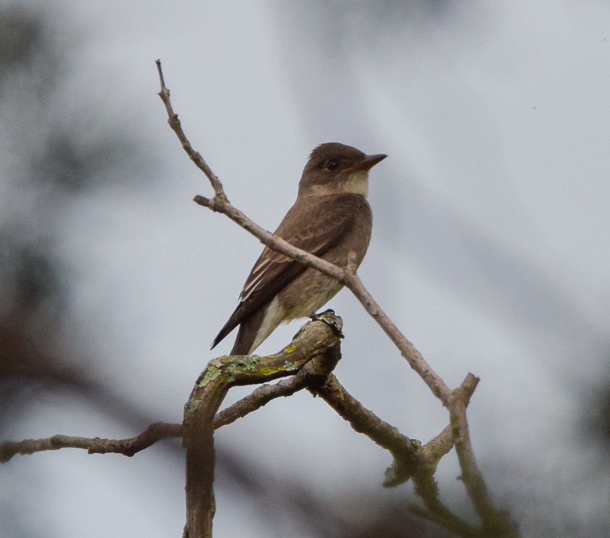 Olive-sided Flycatcher - ML644048042