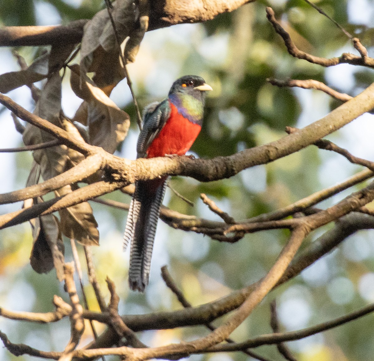 Bar-tailed Trogon - ML644048045