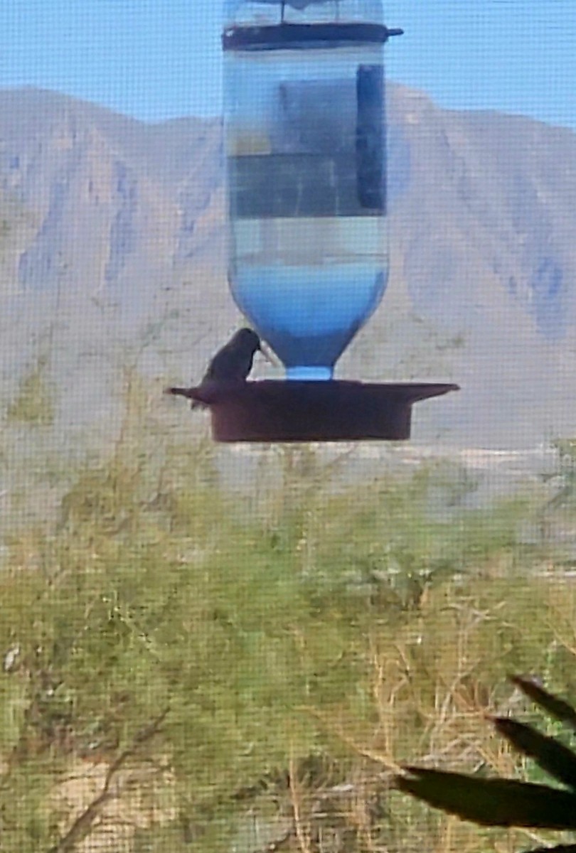 Black-chinned Hummingbird - ML644048049