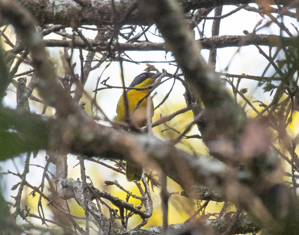 Black-fronted Bushshrike - ML644048055