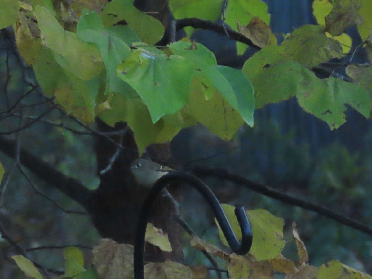 Ruby-crowned Kinglet - ML644048073