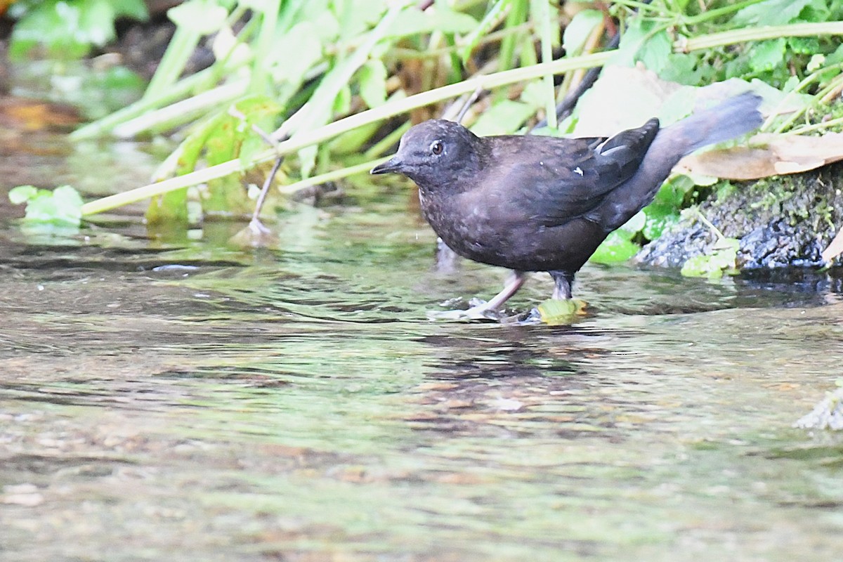 אמודאי אסייתי - ML644048077