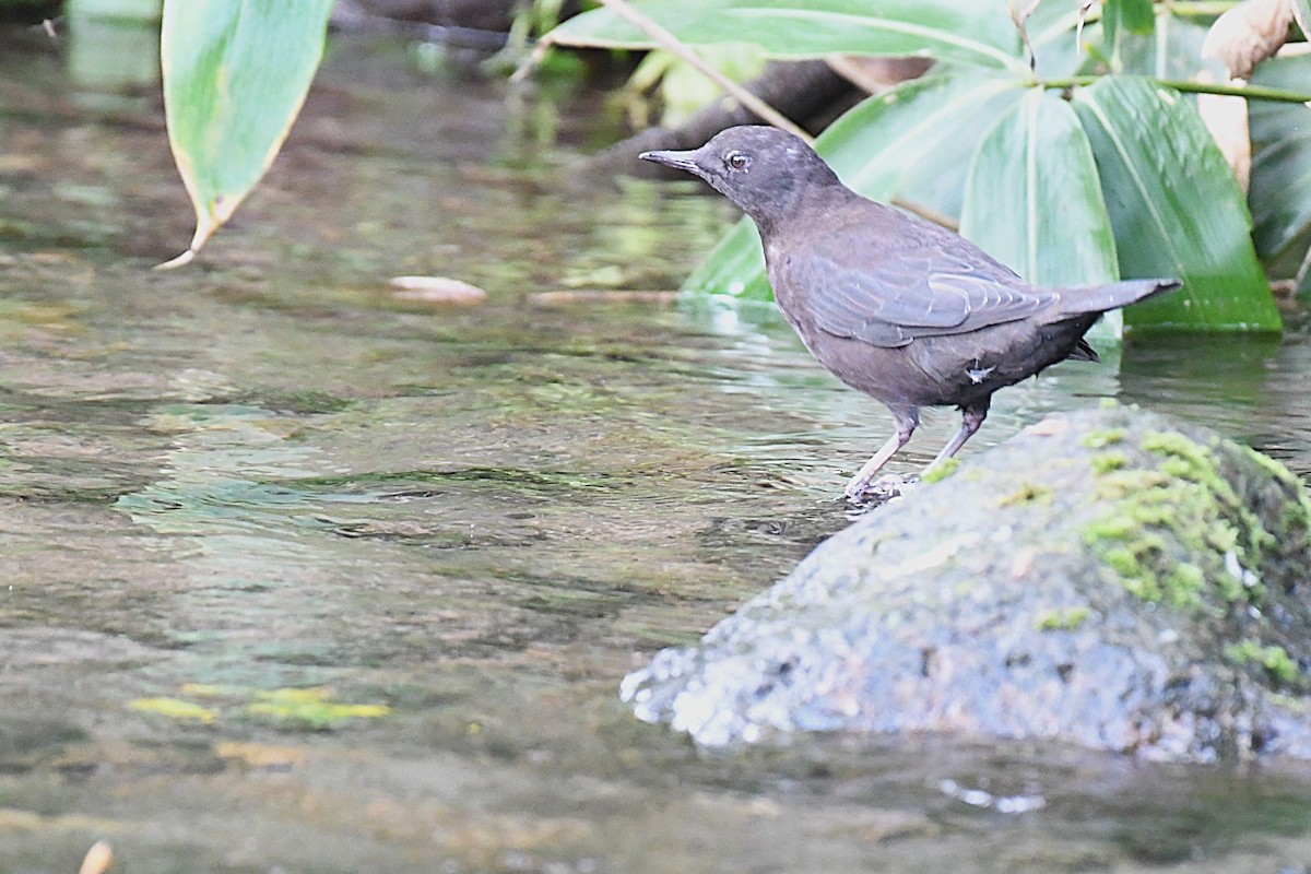 אמודאי אסייתי - ML644048078