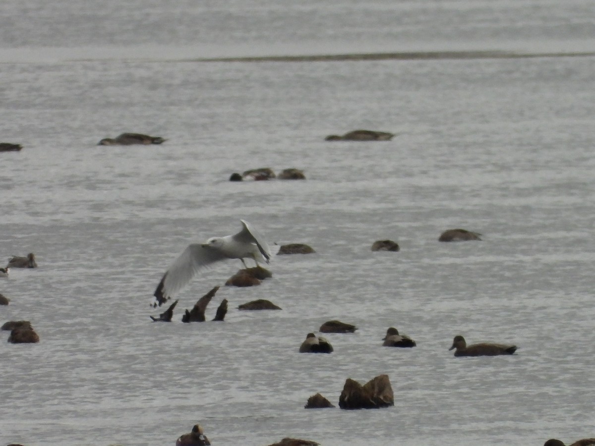 שחף עקוד-מקור - ML644048082