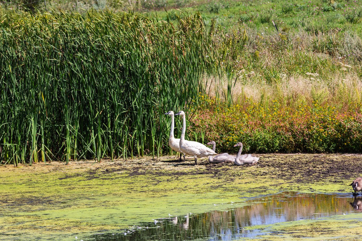 Cygne trompette - ML644048087