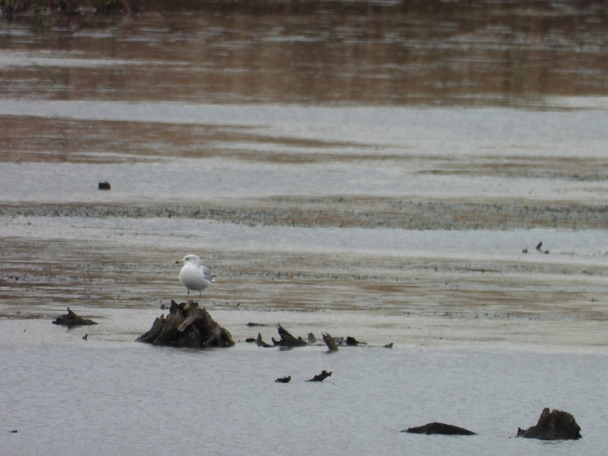 שחף עקוד-מקור - ML644048100