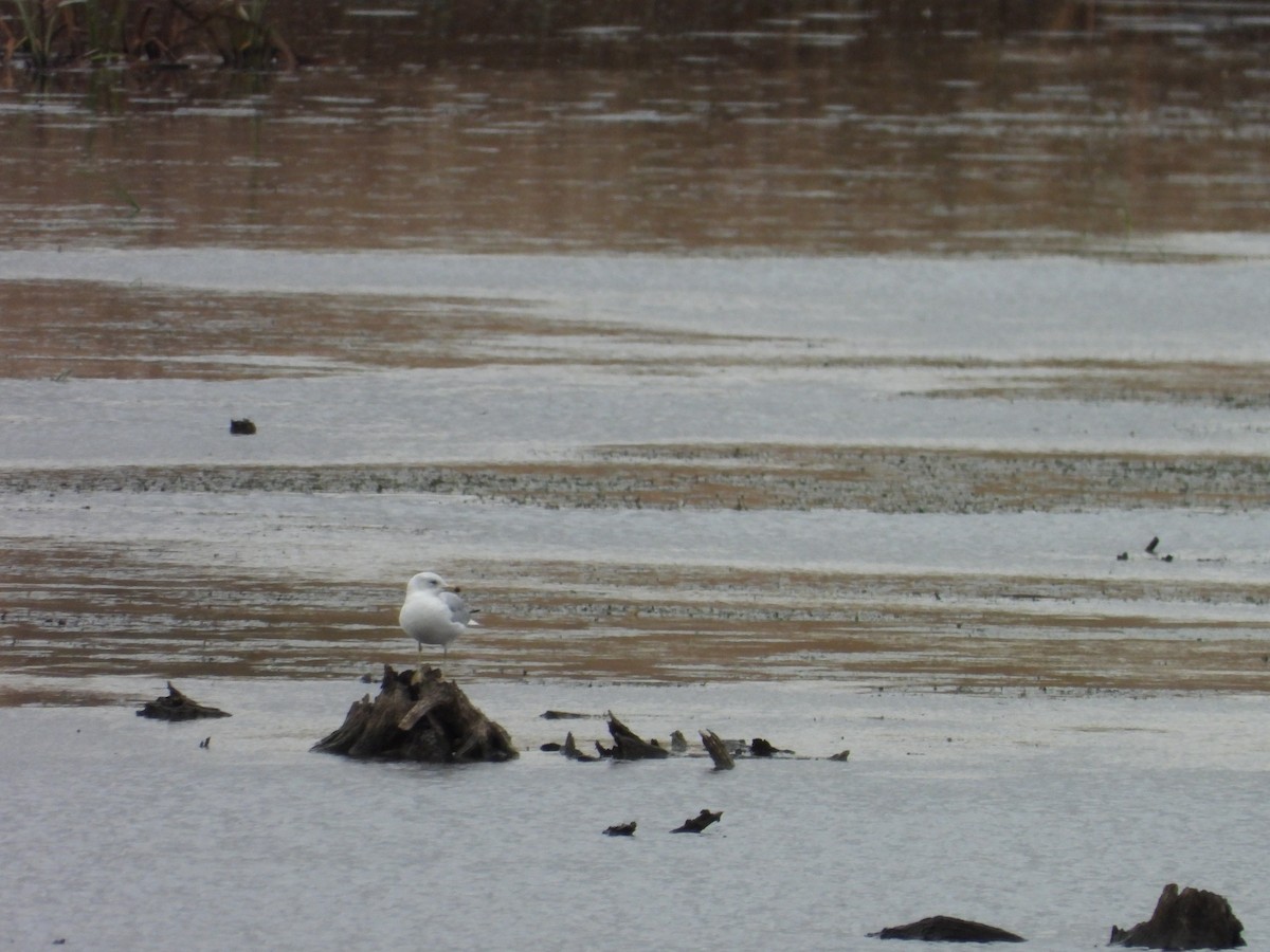 שחף עקוד-מקור - ML644048111