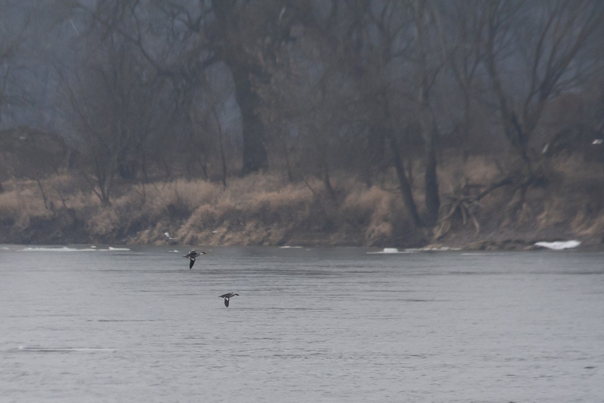 Цахиур бохио - ML644048132