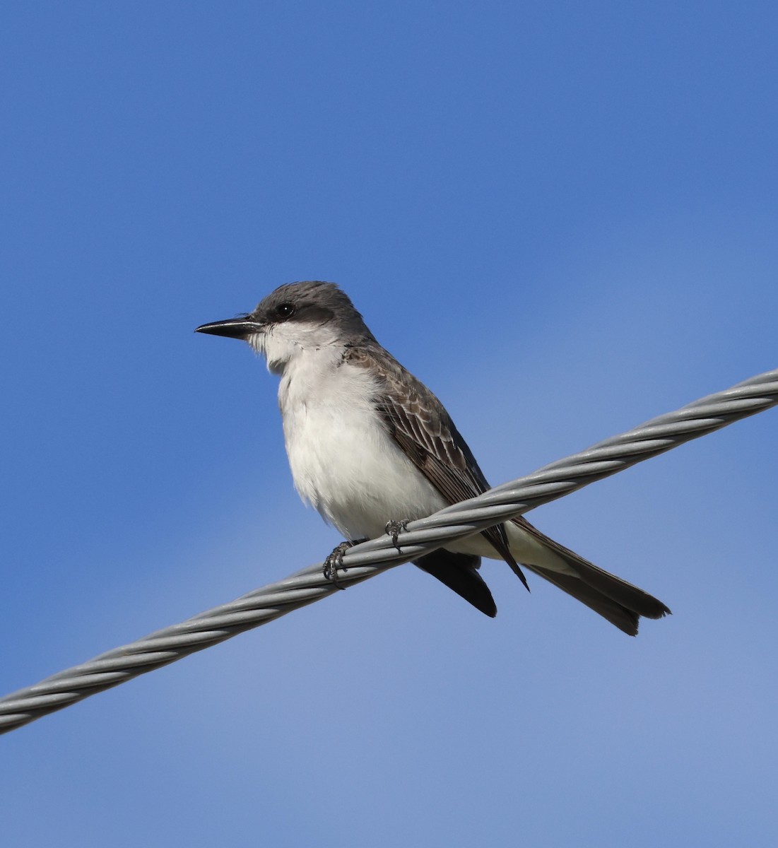 Gray Kingbird - ML644048153