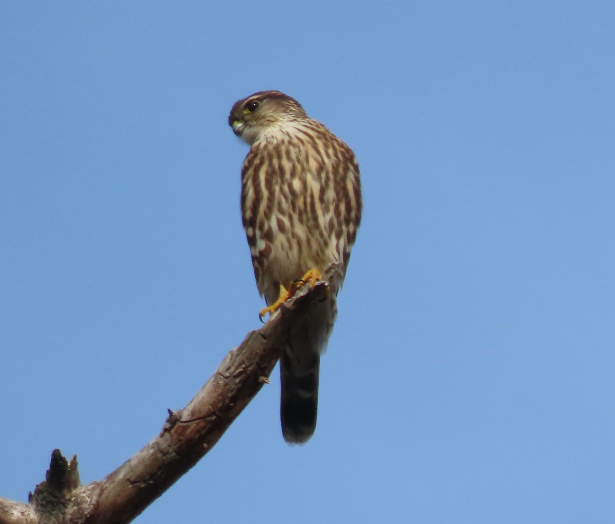 Merlin - ML644048191