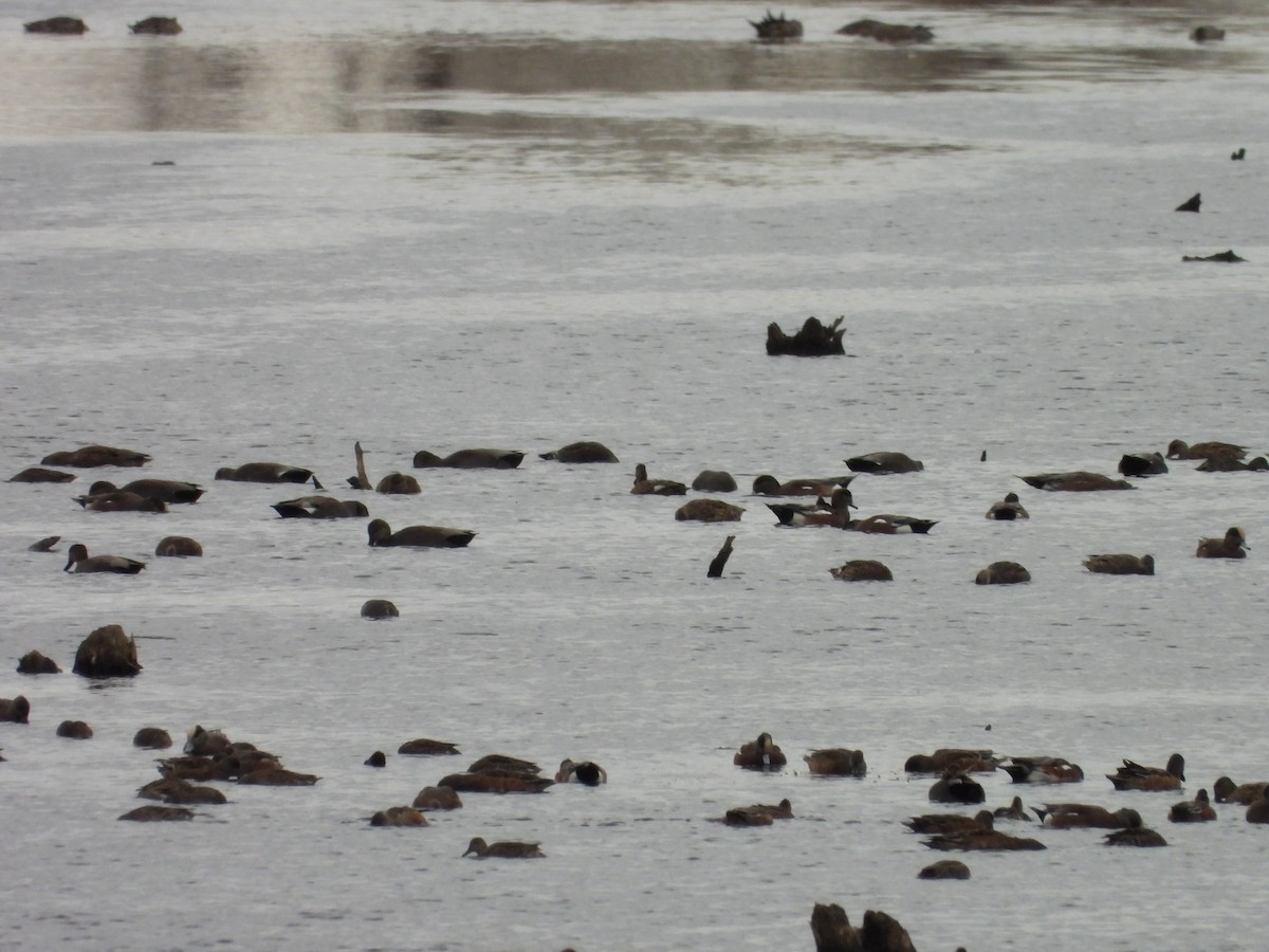 ברווז אמריקני - ML644048192