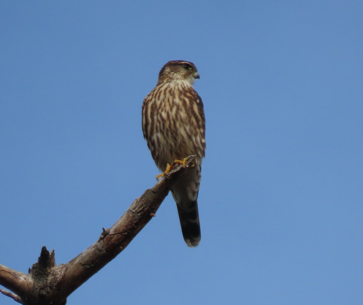 Merlin - ML644048197