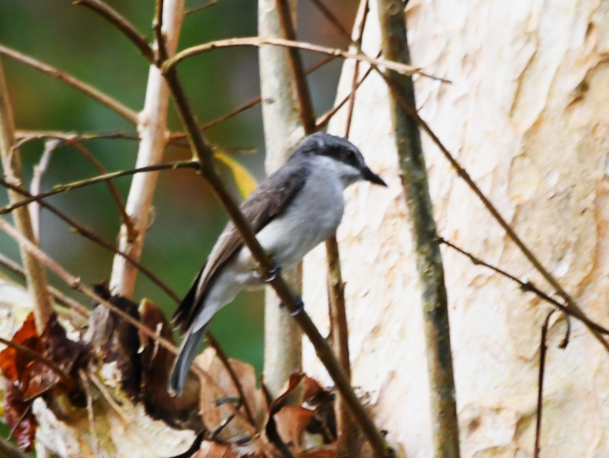 Large Woodshrike - ML644048199