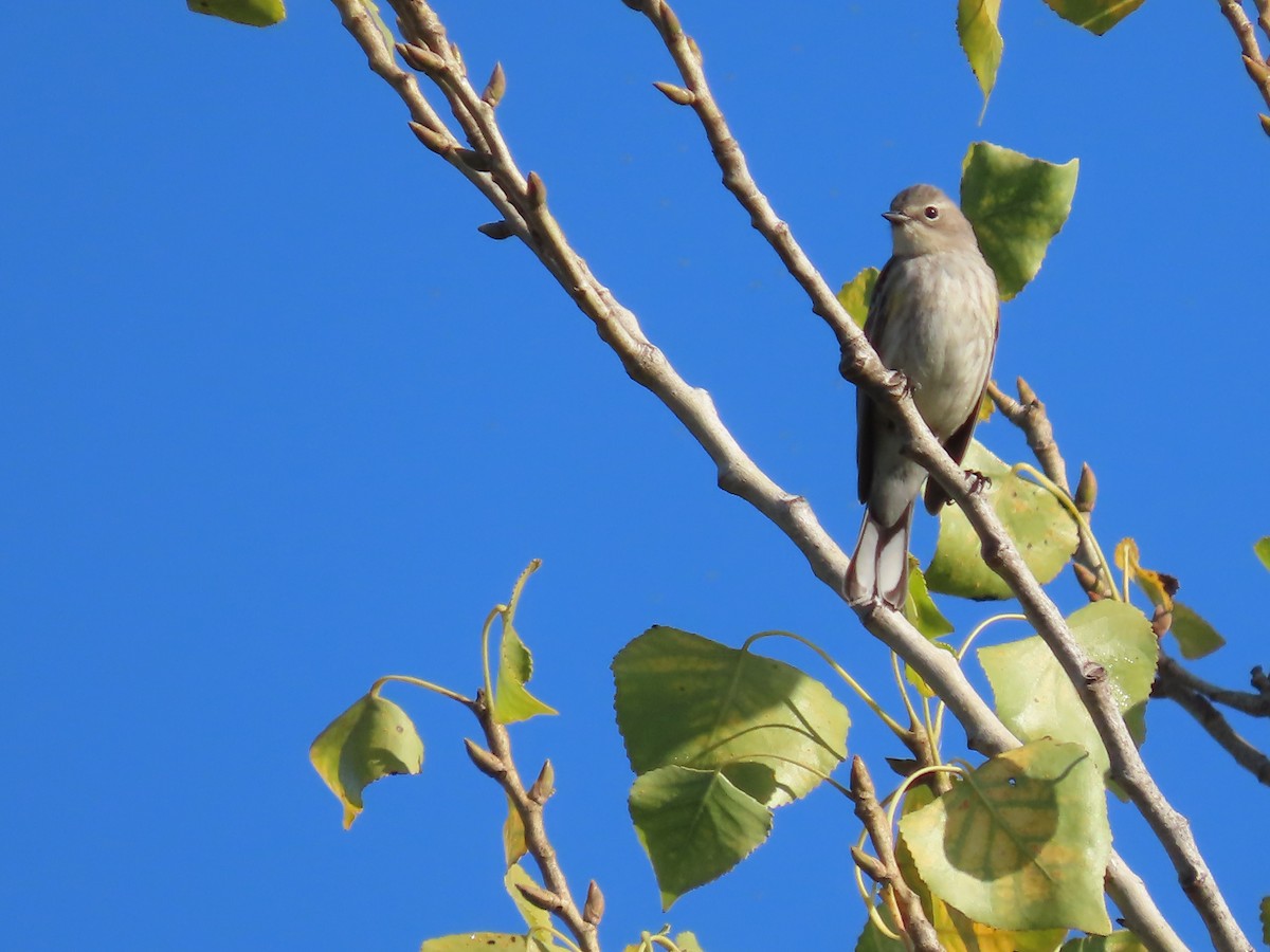 Yellow-rumped Warbler - ML644048204
