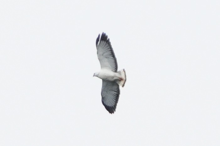 White-necked Hawk - ML644048221