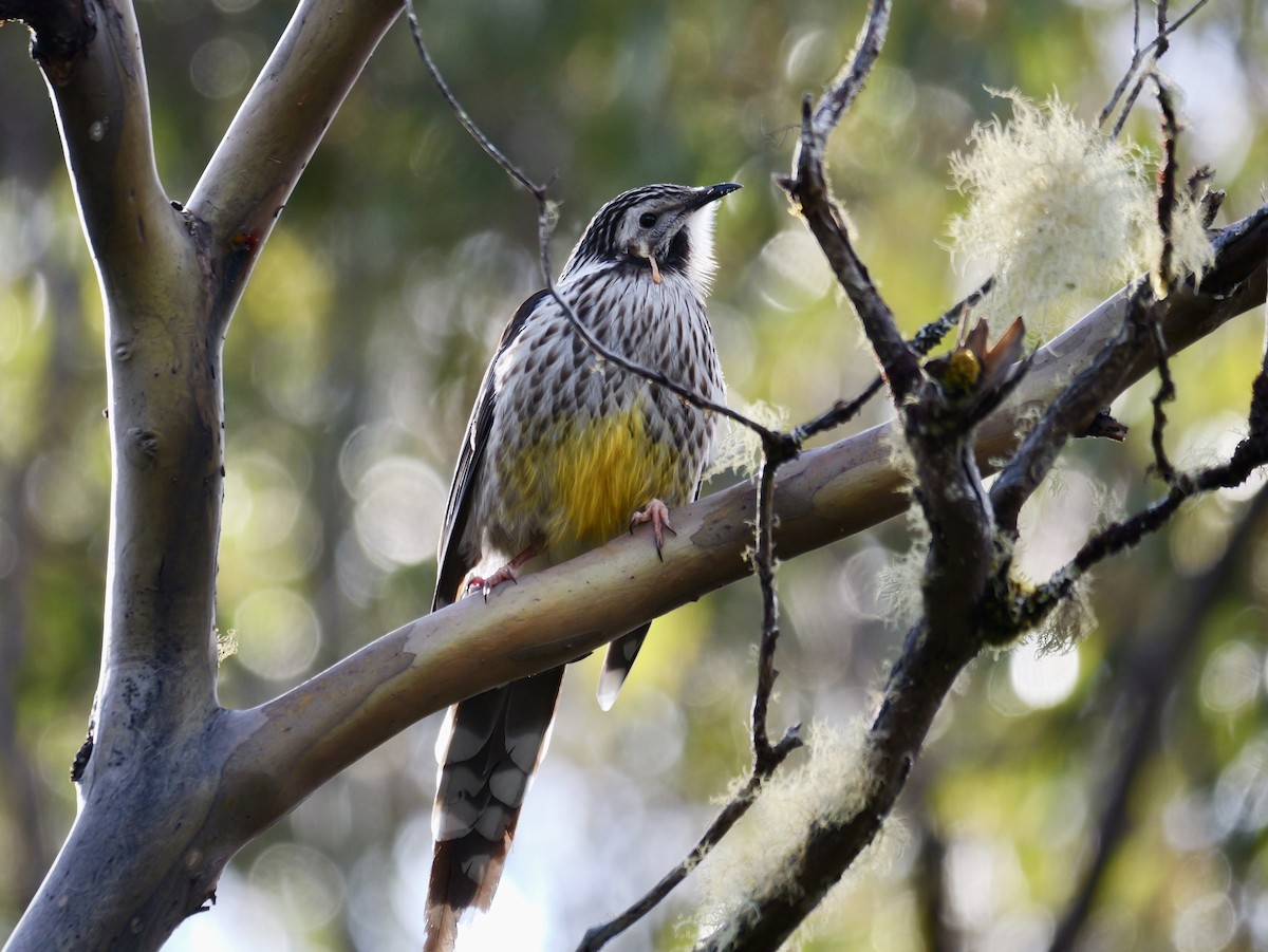 Yellow Wattlebird - ML644048222