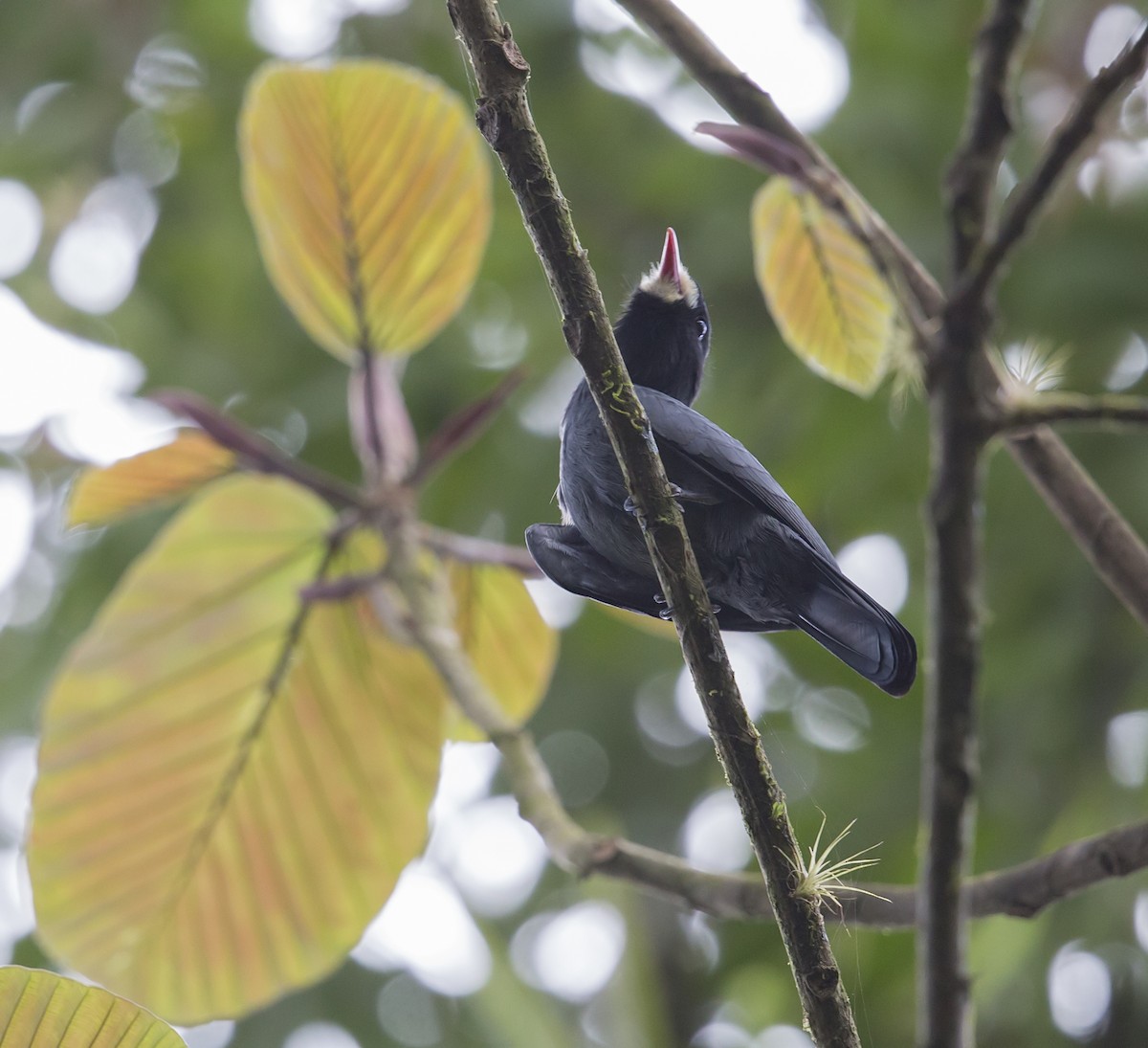 White-fronted Nunbird - ML644048223