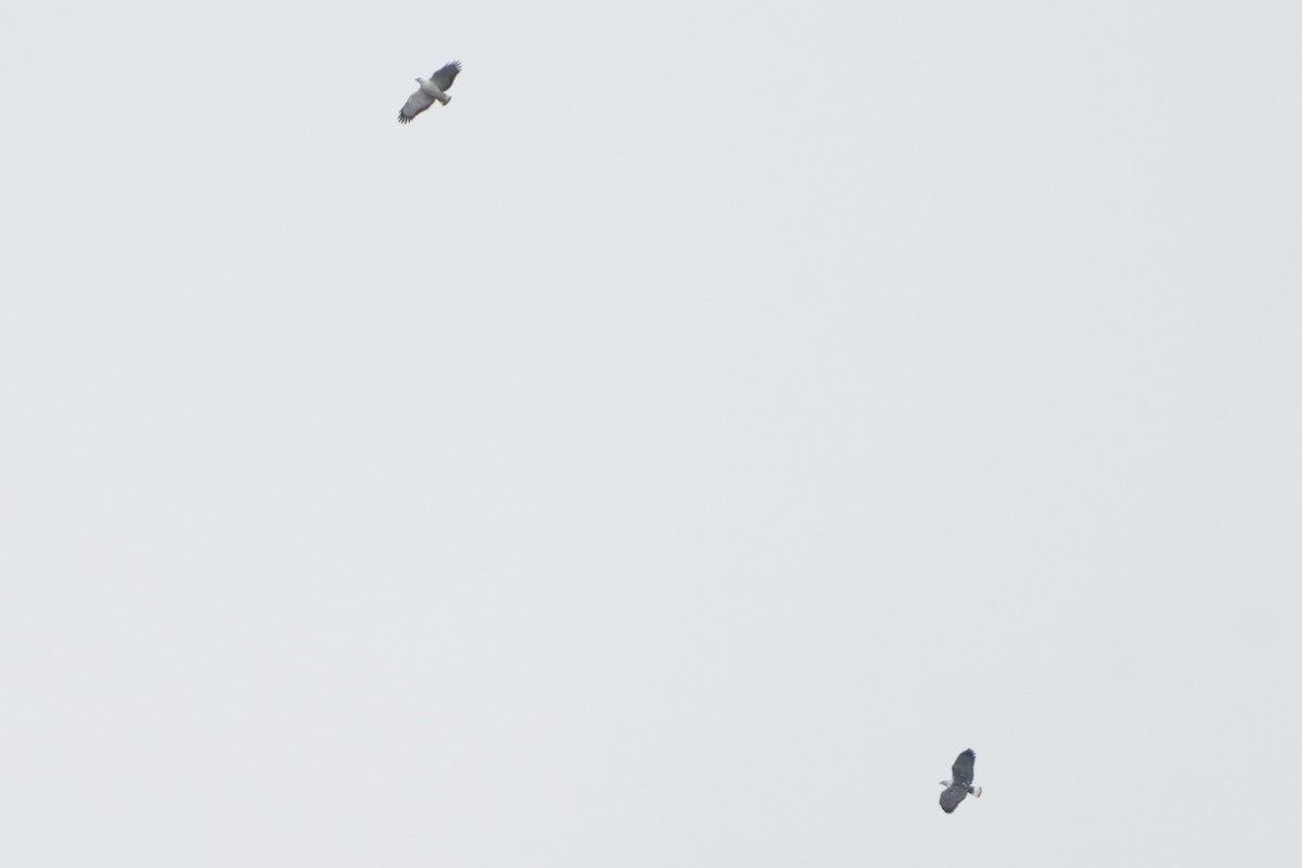 White-necked Hawk - ML644048224