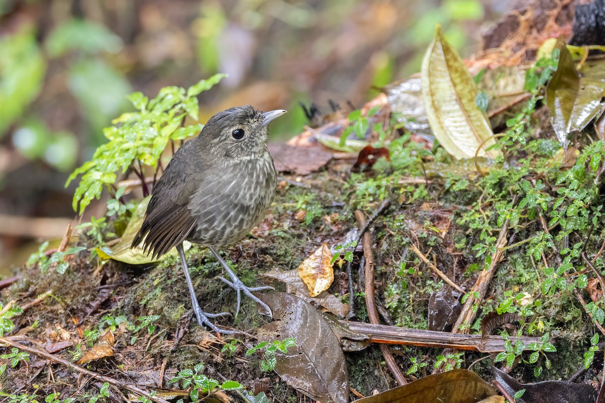 Cundinamarca Antpitta - ML644048238